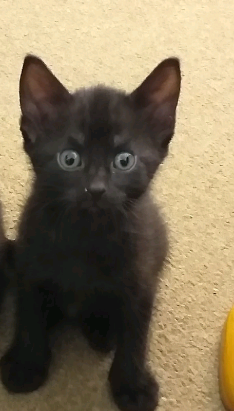 gumtree kittens free to good home